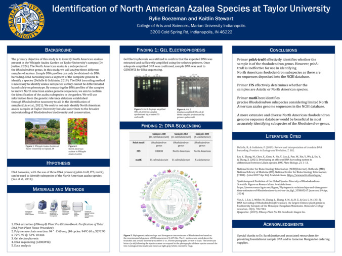 Identification of North American Azalea Species at Taylor University 缩略图
