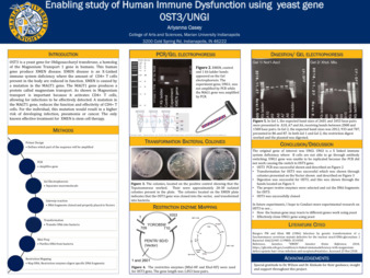 Enabling Study of Human Immune Dysfunction Using Yeast Gene 0ST3/UNGI Miniature