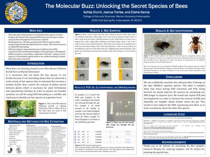The Molecular Buzz: Unlocking the Secret Species of Bees Thumbnail