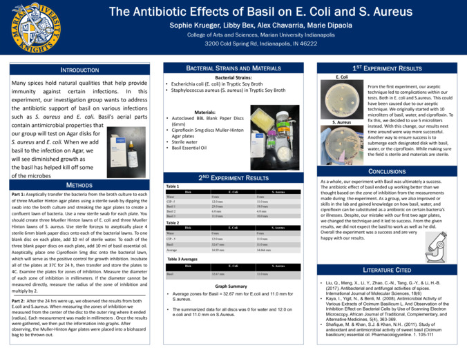The Antibiotic Effects of Basil on E. Coli and S. Aureus miniatura