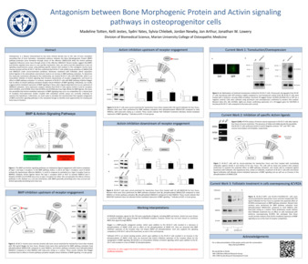 Antagonism Between Bone Morphogenetic Protein and Activin Signaling Pathways in Osteoprogenitor Cells Miniature